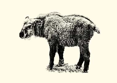 Black and White Takin