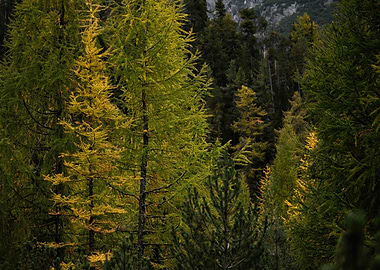 Autumn Forest Landscape