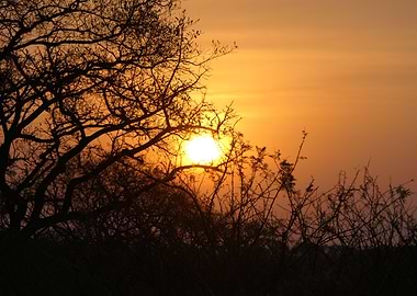 Sunset Through Branches South Africa