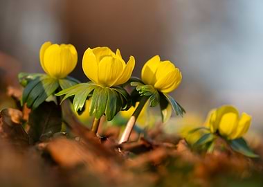 Yellow Winter Aconite Flowers