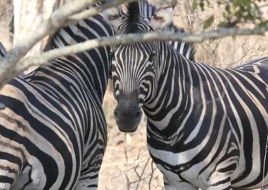 Zebra Close-Up in South Africa