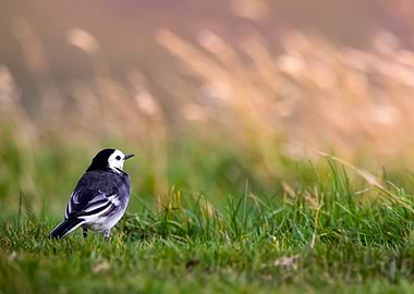 White Wagtail in grass