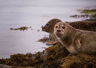 Seals on the Coast