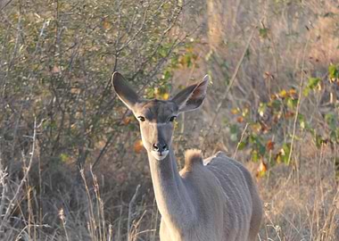 Kudu Antelope in South Africa