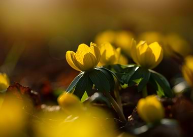 Yellow Wildflowers in Sunlight