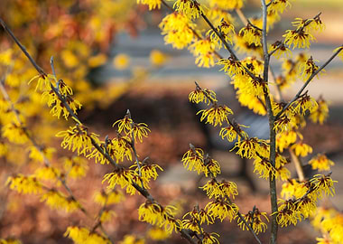 Witch Hazel Blooms