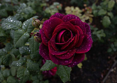 Dark Red Rose with Dew Drops