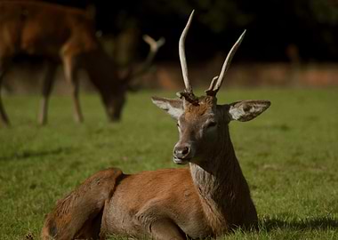 Red Deer Resting in Field