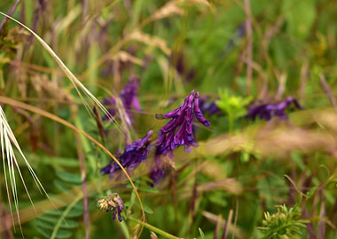 Purple Wildflowers in Grass