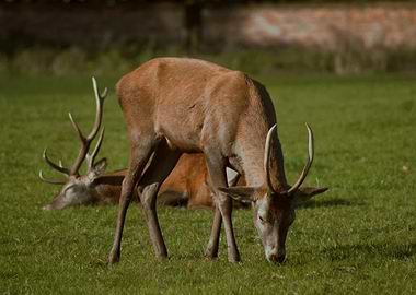 Deer Grazing in Meadow