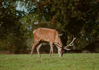 Deer Grazing in Meadow