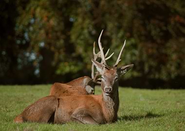 Red Deer Resting in Meadow