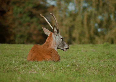 Deer Resting in Meadow