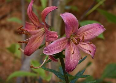 Pink Lily Flowers