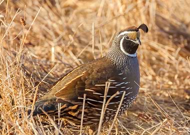 California Quail in Grass