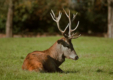 Red Deer Resting in Meadow