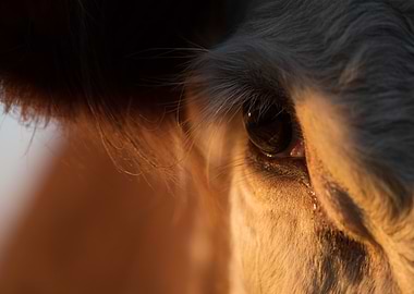 Close-up Cow Eye