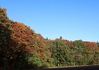 Autumn Forest Landscape