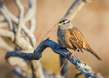 White-Crowned Sparrow on Branch