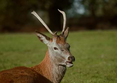 Red Deer with Antlers