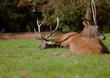 Two Deer Resting