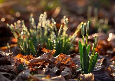 Snowdrop Buds in Sunlight