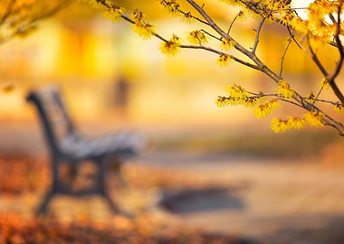 Yellow Flowers and Bench, Blurred Background