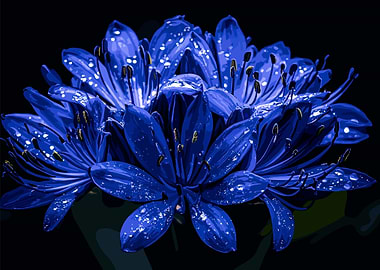 Blue Flower with Dew Drops