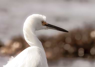 Snowy Egret Portrait