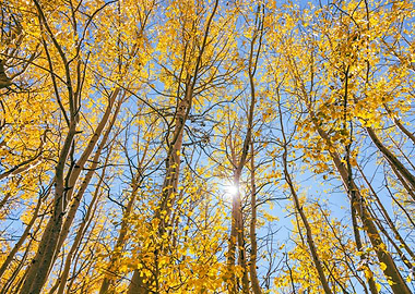 Golden Autumn Forest