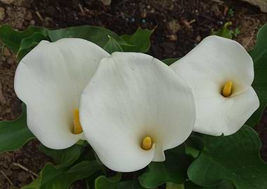 White Calla Lilies