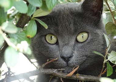 Gray Cat in Bush