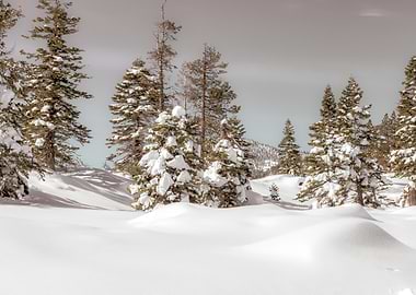 Snowy Forest Landscape