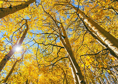 Golden Aspen Trees