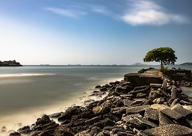 Solitary Tree on a Rocky Shore