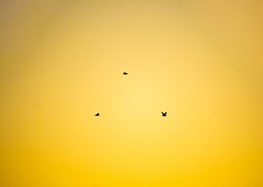 Birds in Golden Sky