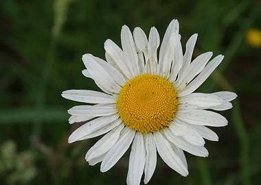 White Daisy Flower