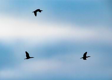 Birds in Flight