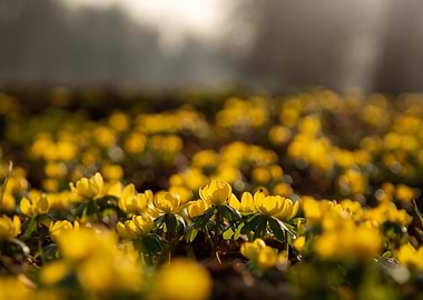 Yellow Wildflowers in Sunlight