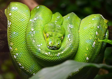 Green Tree Python Portrait