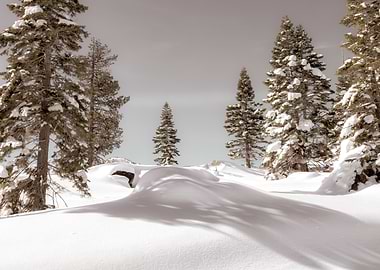 Snowy Forest Landscape