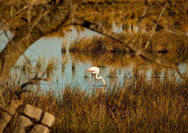 Pink Flamingo in Marsh
