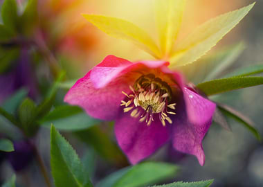 Pink Hellebore Flower Close-Up