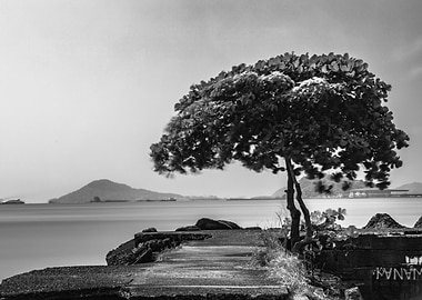 Lonely Tree by the Sea