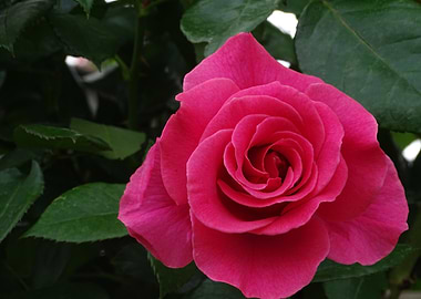 Pink Rose Blossom