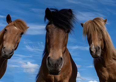 Three Horses Against Blue Sky