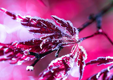 Ice Maple Leaves