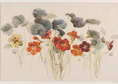 Botanical Drawing Of Nasturtiums