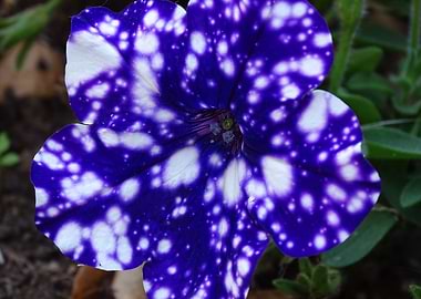 Purple and White Flower