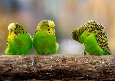 Three Parakeets on a Branch